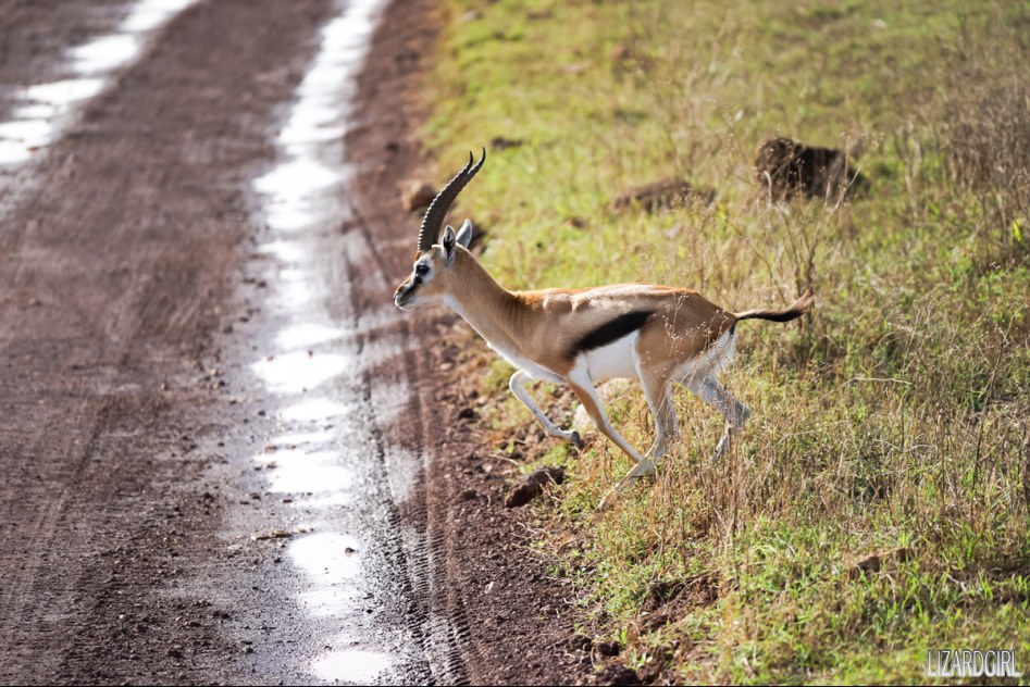 (스압주의) 웰컴 투 사파리 파크 - 1편 탄자니아 응고롱고로_39.jpg