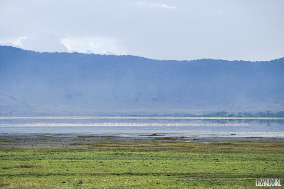 (스압주의) 웰컴 투 사파리 파크 - 1편 탄자니아 응고롱고로_45.jpg