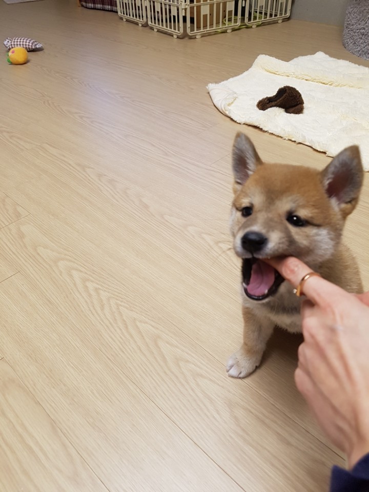 서른중반,, 시바와 같이사는 아재집_62.jpg