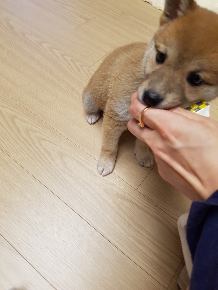 서른중반,, 시바와 같이사는 아재집_63.jpg