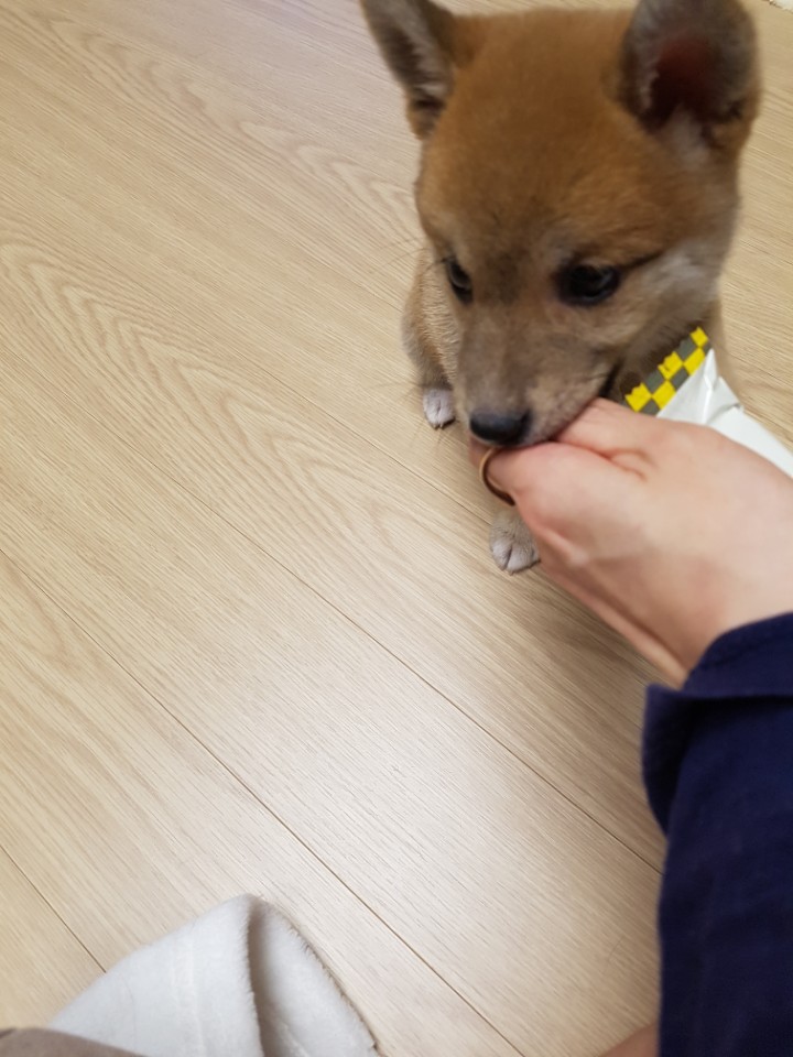 서른중반,, 시바와 같이사는 아재집_64.jpg