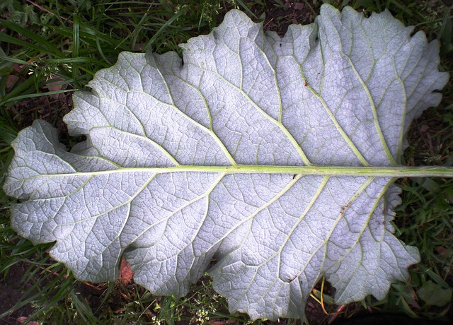 leaf-1637974_640.jpg