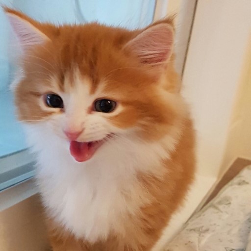 정변하는 고양이_2.jpeg