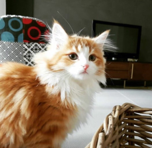 정변하는 고양이_3.jpeg