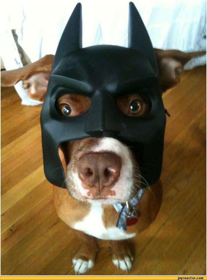 auto-mask-dog-Batman-311142.jpeg