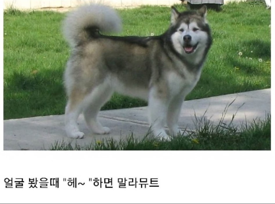 말라뮤트와 시베리안 허스키 구분법_1.jpg