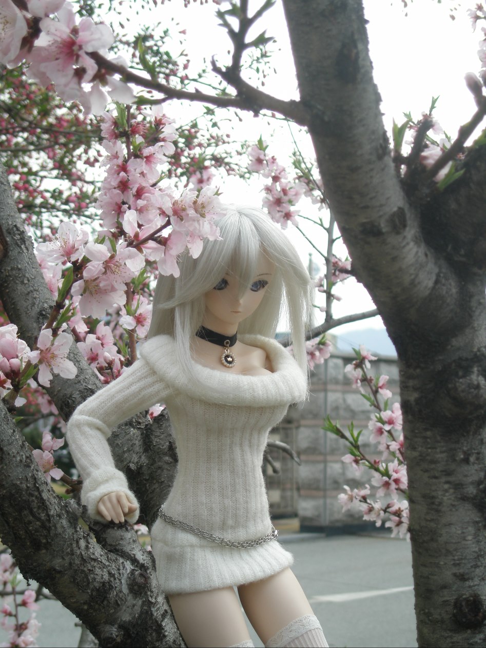 바람속에서의 벚꽃 출사_6.jpg