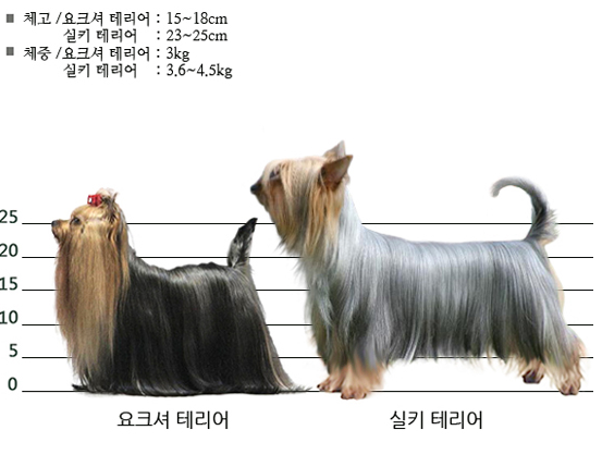 요크셔테리어와 실키테리어.JPG_1.png