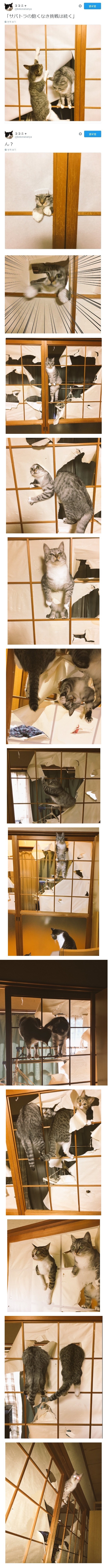 캣타워가 필요없다냥_1.jpg