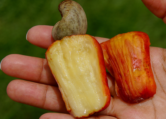 캐슈넛의 비밀_1.png