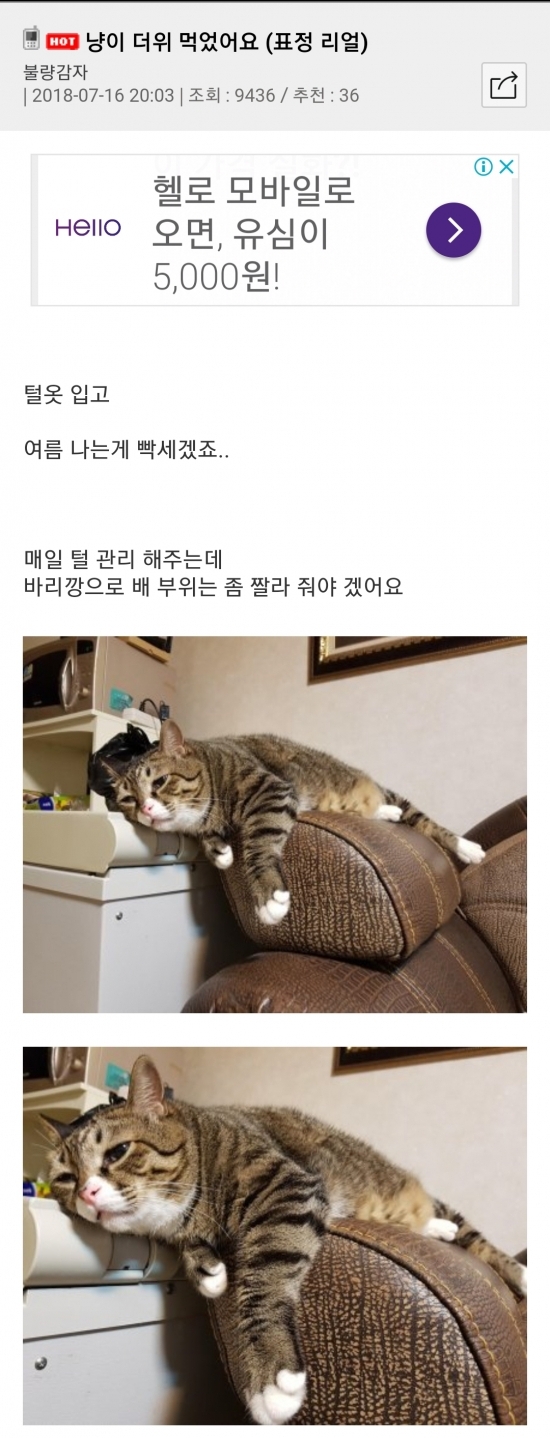 폭염에 더위먹은 고양이.jpg_1.jpg