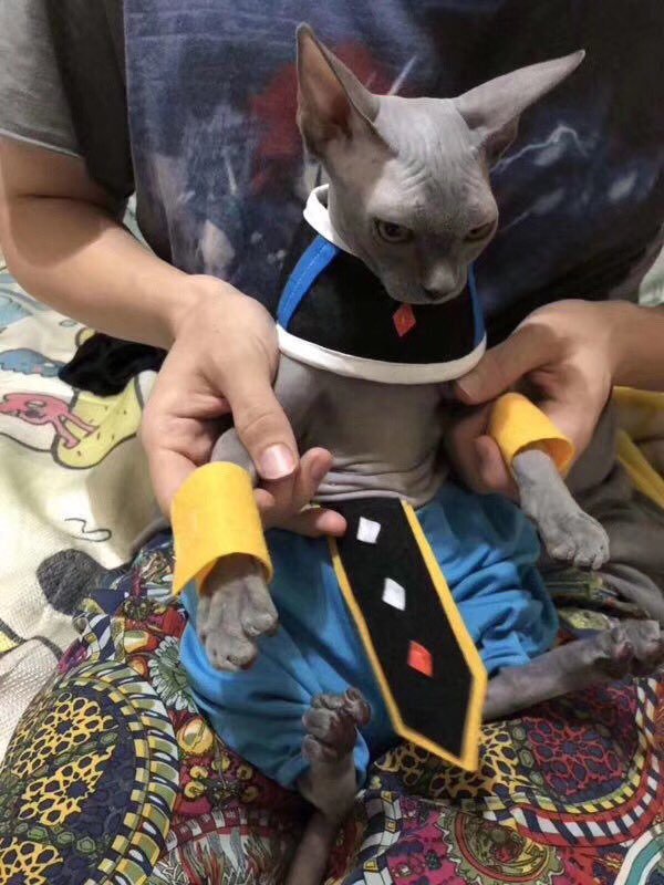 전설의 드래곤볼 코스프레 .jpg_1.jpg