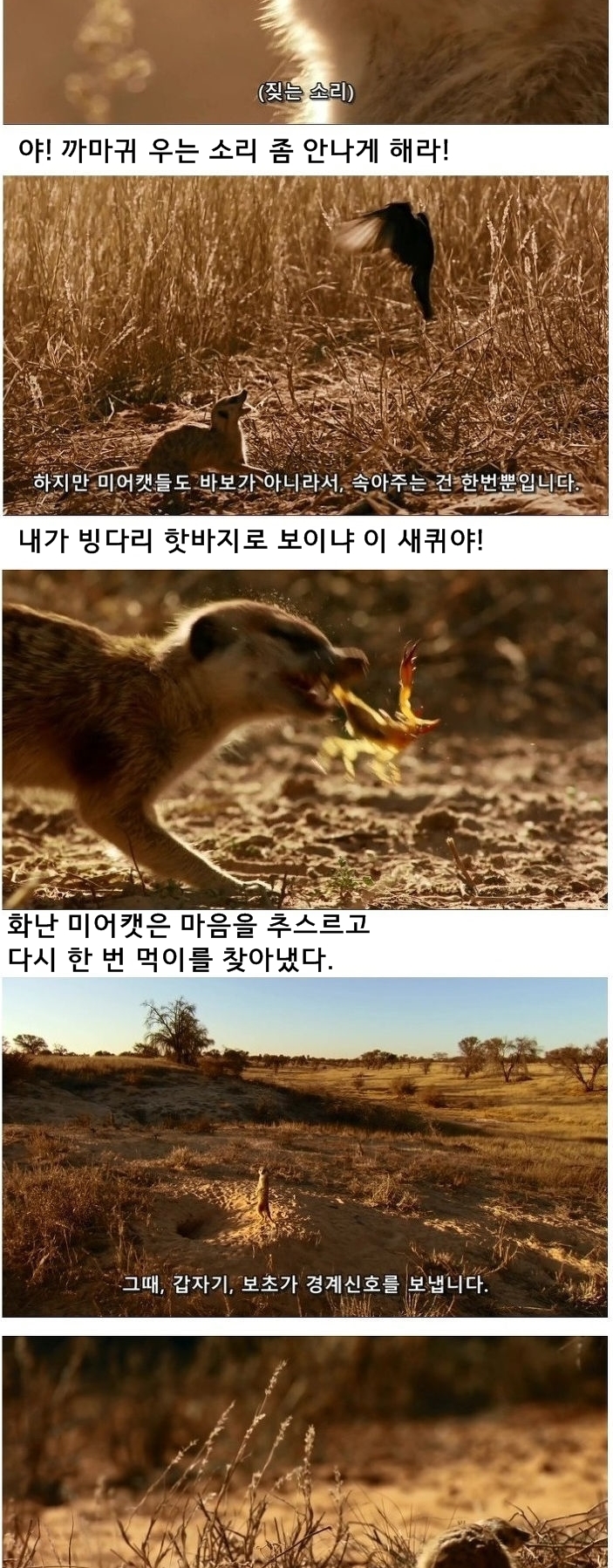 미어캣은 또 속았습니다_8.jpg