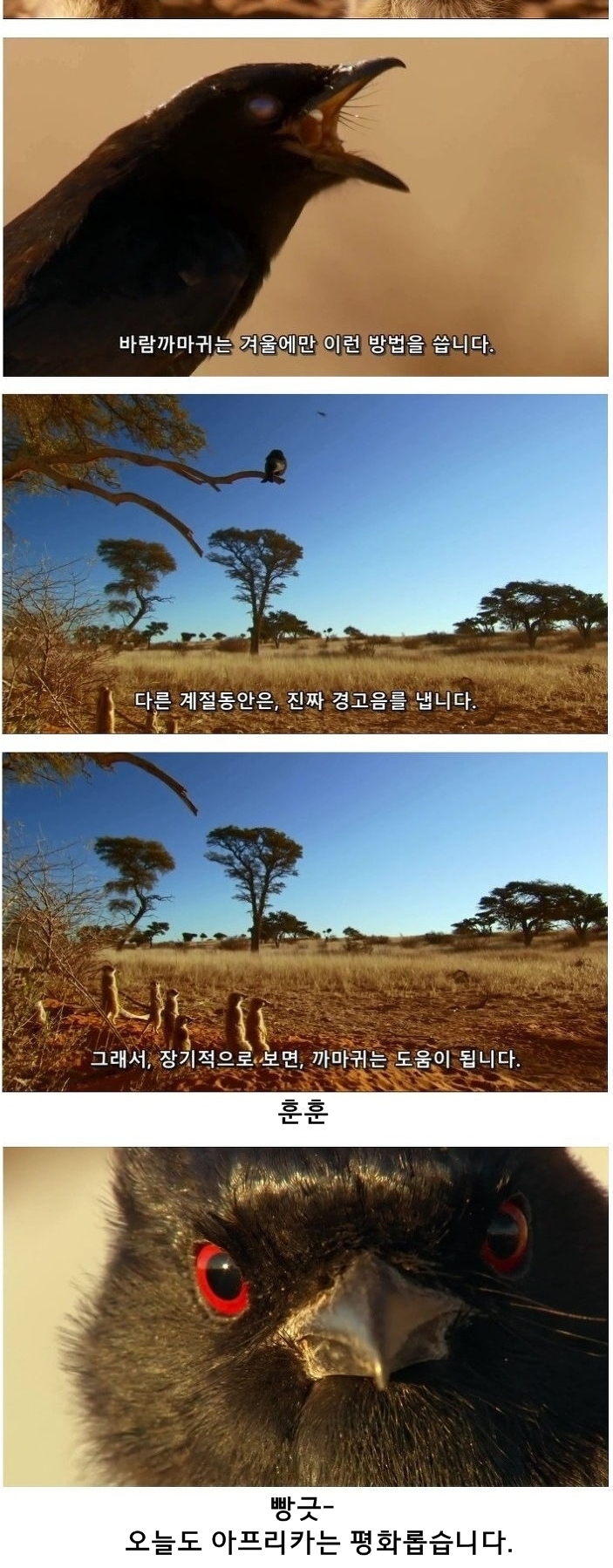 미어캣은 또 속았습니다_12.jpg