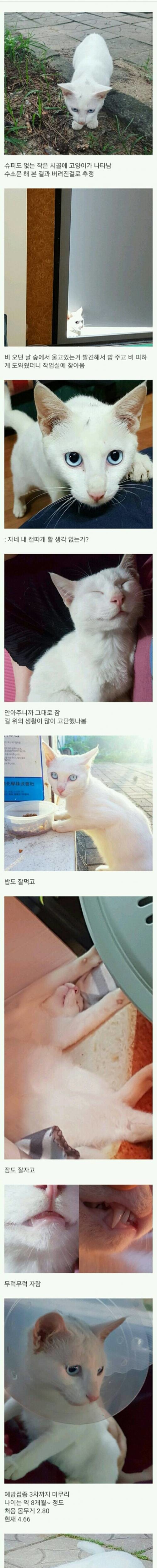 버려진 고양이의 삶_1.jpg