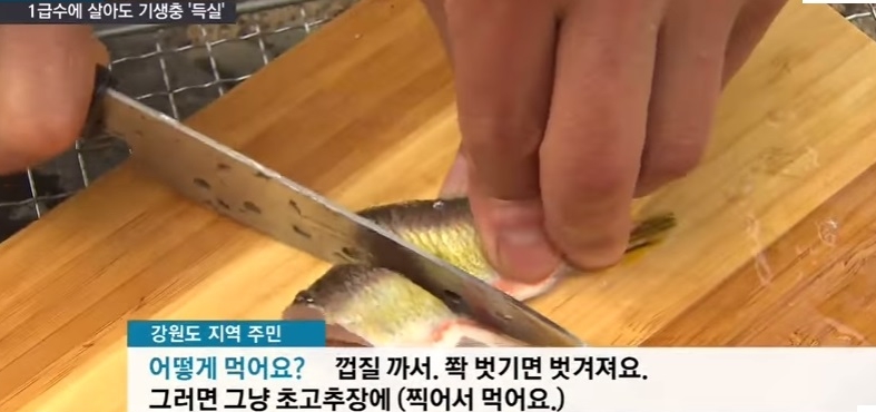 [혐주의] 1급수에 사는 민물고기라도 기생충 천지._7.jpg