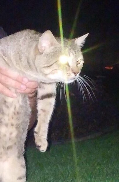 간지나는 고양이.jpg_1.jpg