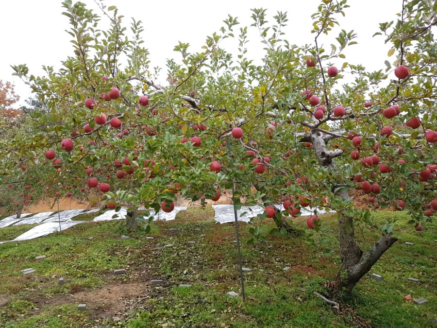 사과빌런네 집 요약.jpg_3.jpg