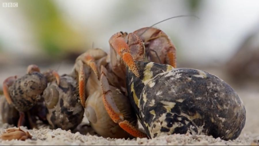 Amazing Crabs Shell Exchange _ Life Story _ BBC_20181109_103306.843.jpg
