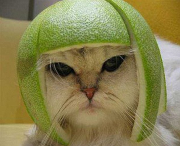 citrus cat 1.jpg