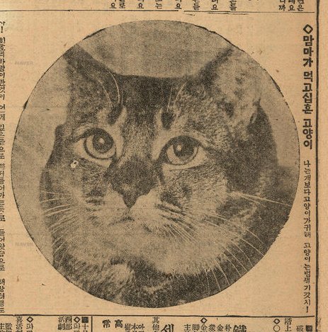 1930년 신문의 고양이_1.jpg