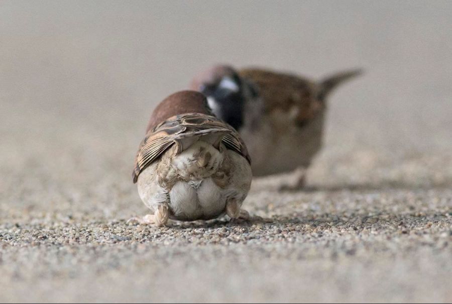 참새 엉덩이_1.jpg