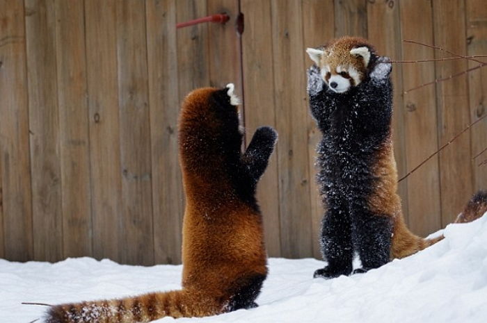 세상에서 가장 위협적인 동물_3.jpg