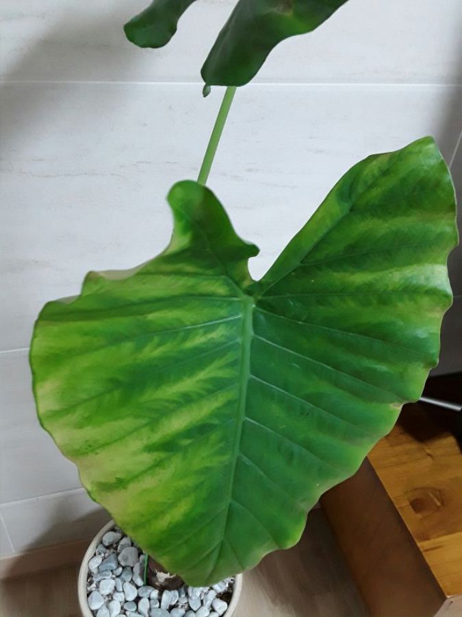 집들이 선물로 받은 애들이 힘을 못씁니다.._4.jpg