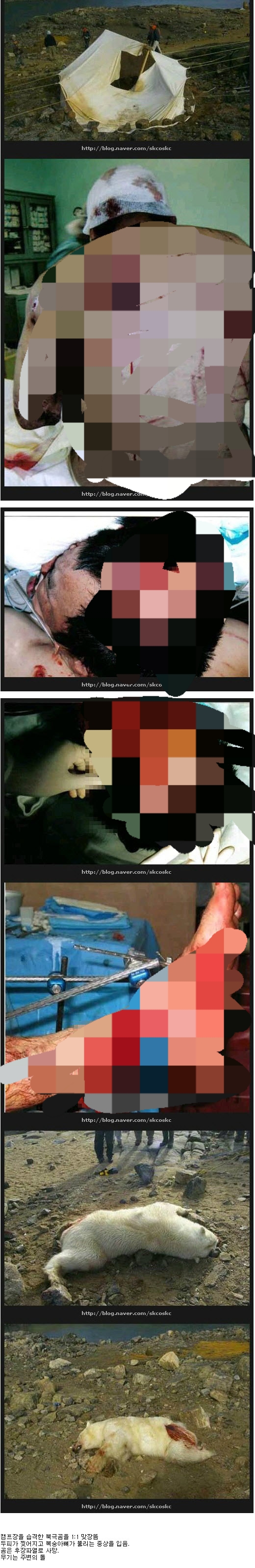 혐주의) 곰이랑 싸워서 이긴 사람_1.jpg