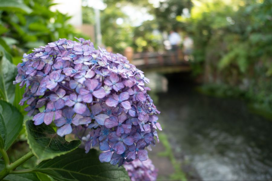 [스압] 러브라이브 없이도 누마즈를 즐기는 법 - 시즈오카 여행_127.jpg