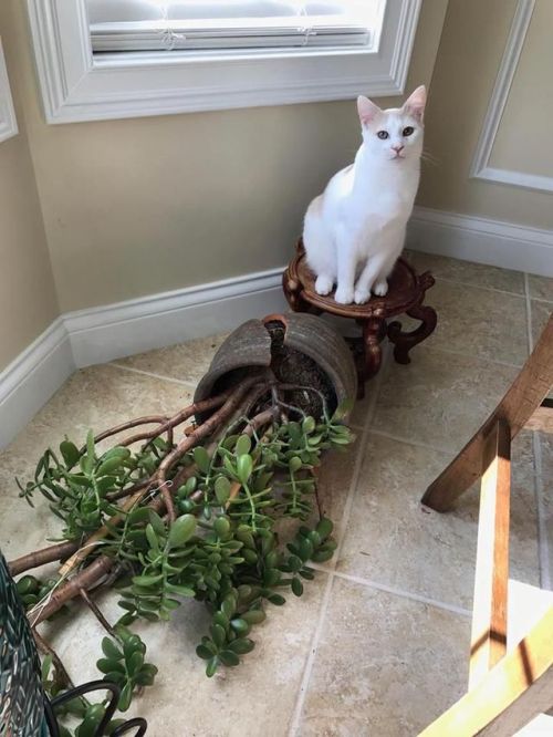 그래도 두부는 귀엽다_4.jpg