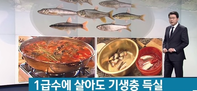 [혐주의] 1급수에 사는 민물고기라도 기생충 천지._1.jpg