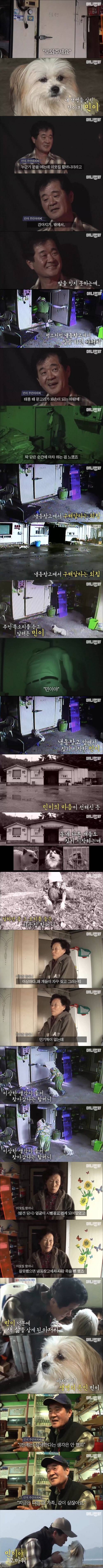 주인을 구한 멍멍이.jpg_1.jpg