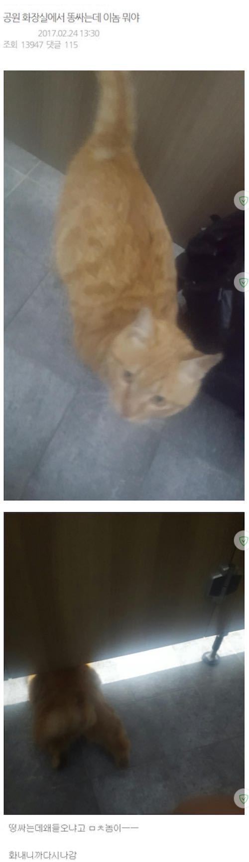 똥 싸는데 이놈 뭐야..jpg_1.jpg