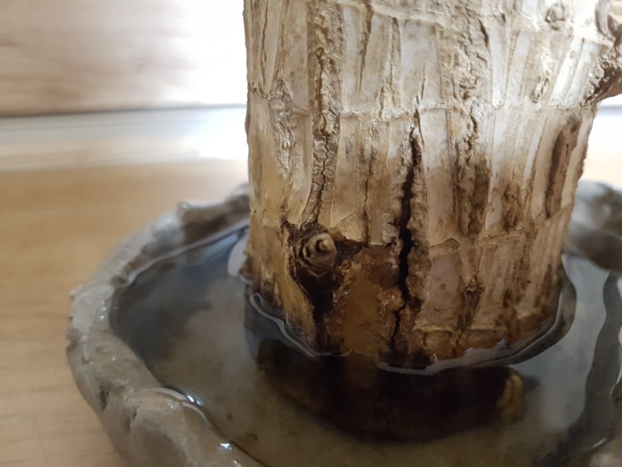 레몬을 집에서 길러 먹어보자 - 레몬키우기 (320일차)_7.jpg