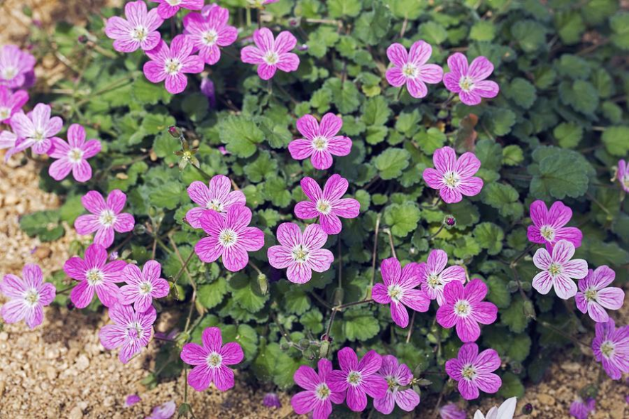 Screenshot_2019-02-01 erodium variabile - Google Search.png