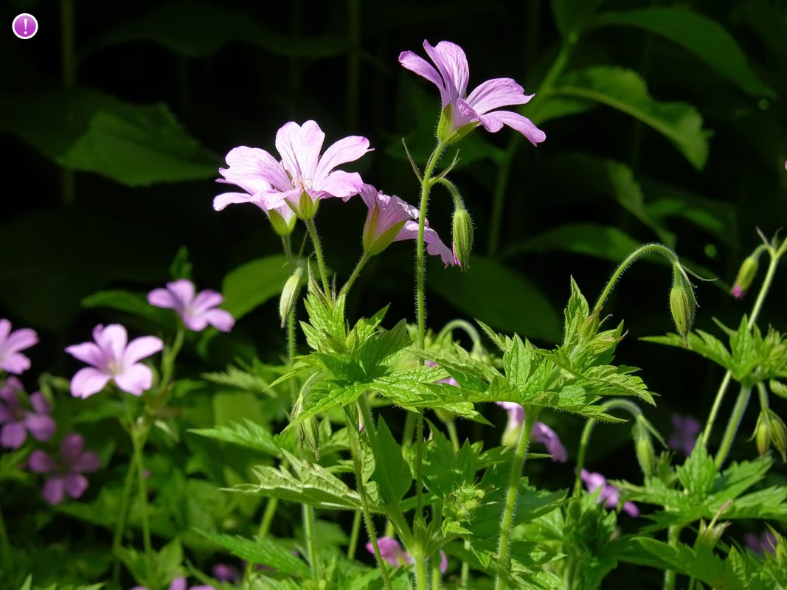 Screenshot_2019-02-01 geranium sibiricum - Google Search.png