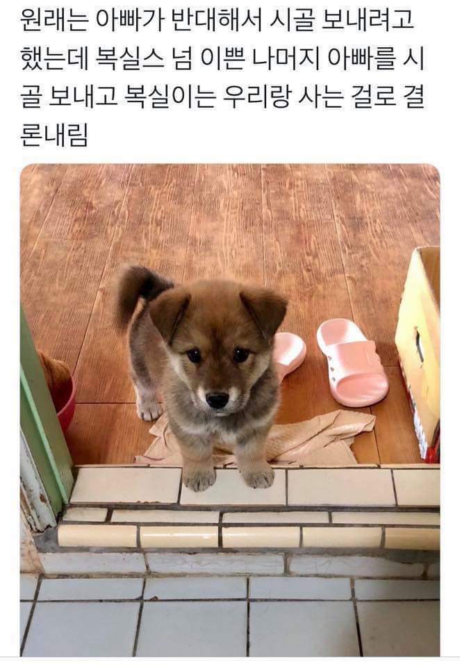 아빠: 안돼! 집에서 절대로 강아지 키울수없어!_1.jpg