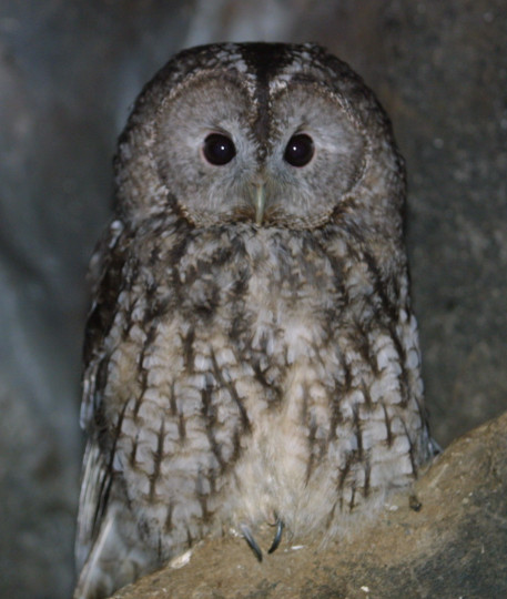 부엉이, 올빼미 종류_5.jpg