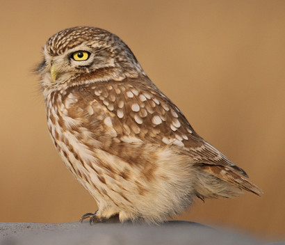 부엉이, 올빼미 종류_6.jpg