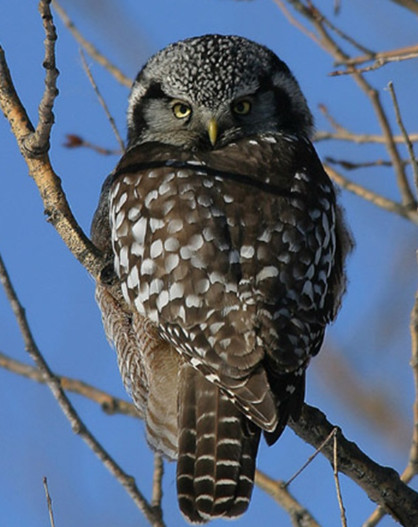 부엉이, 올빼미 종류_8.jpg