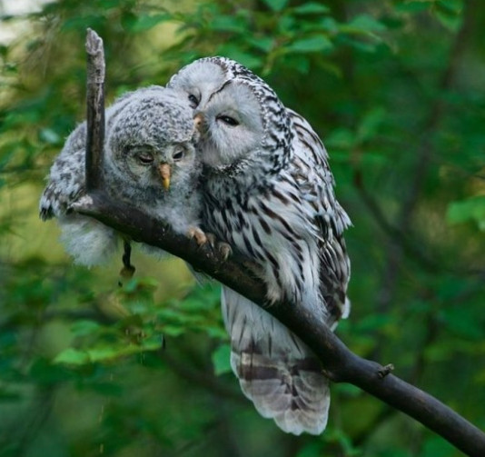 부엉이, 올빼미 종류_9.jpg