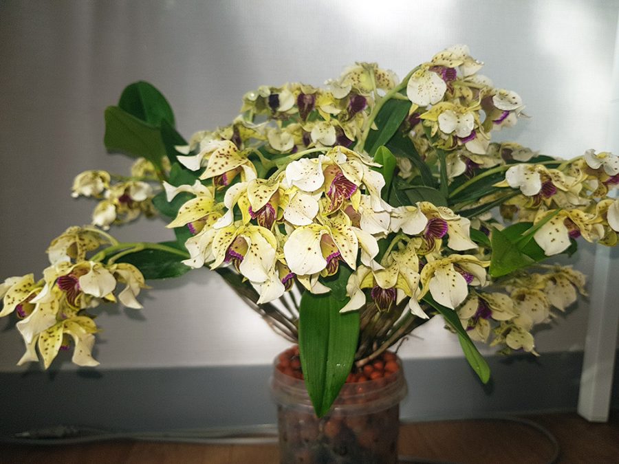 Dendrobium atroviolaceum_1.jpg