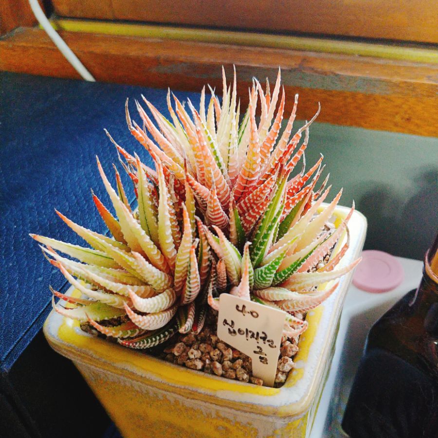 간만에 다육샀습니다._1.jpg