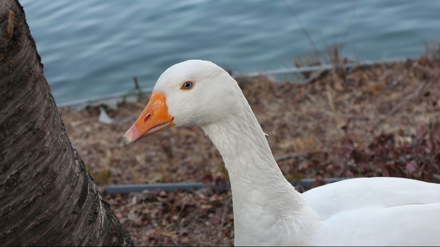 duck_1.4.1.png