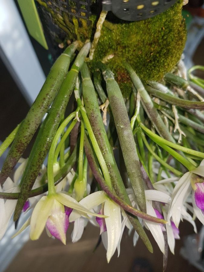 렙토테스 비콜로르 (바이컬러)_4.jpg