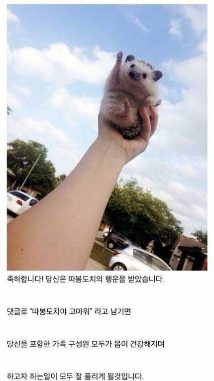 엄마한테 따봉도치짤을 보내보았다