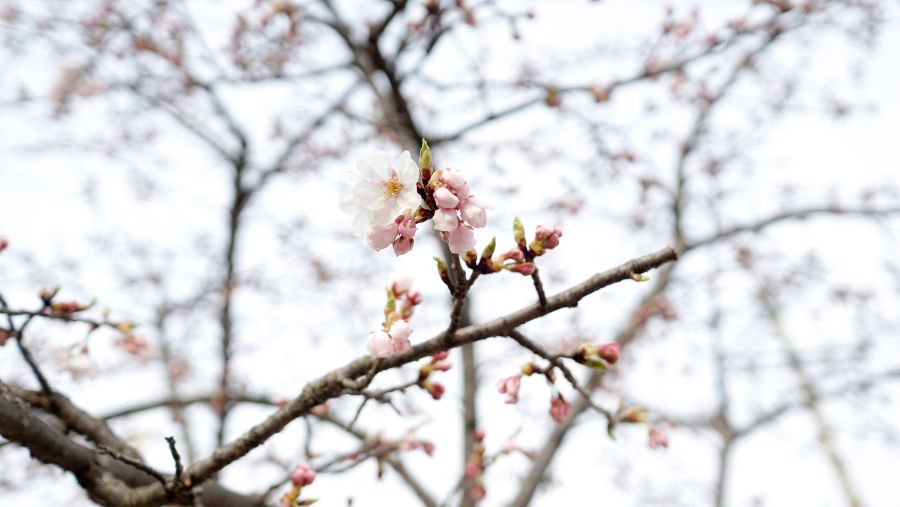 봄이잖아요 꽃보고 가여~ [군포/유니스의 정원]_3.jpg