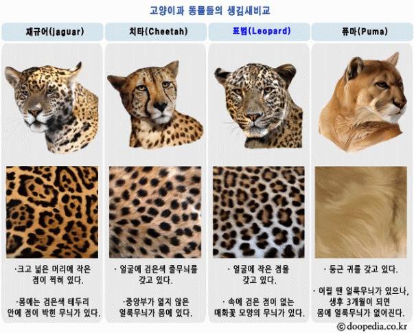 재규어 치타 표범 퓨마 구별법.jpg_1.jpg