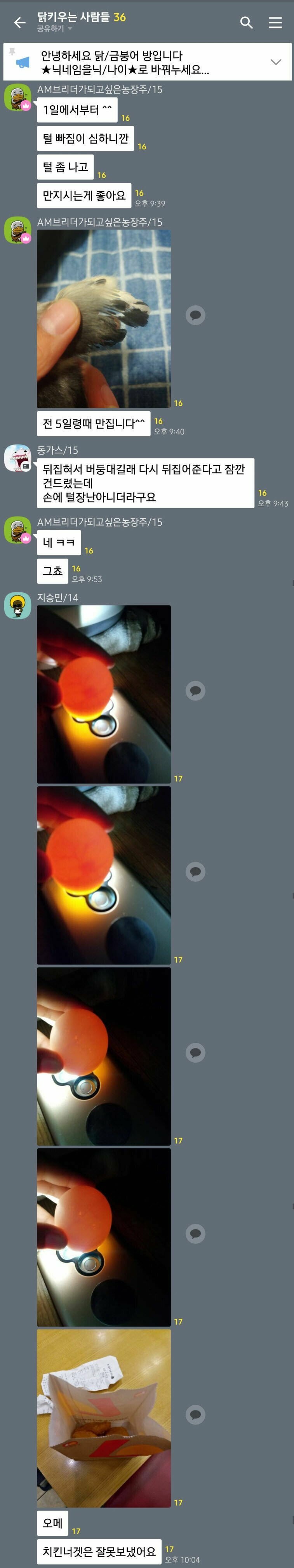 닭 키우기 단톡방 참사.jpg_1.jpg